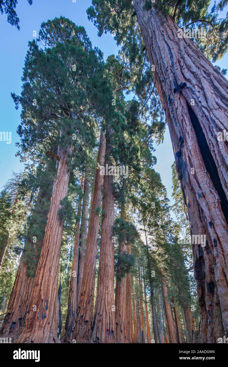 Der Senat Gruppe riesiger mammutbaum (sequoiadendron giganteum) Bäume auf dem Congress Trail im Sequoia National Park, Kalifornien, USA Stockfoto