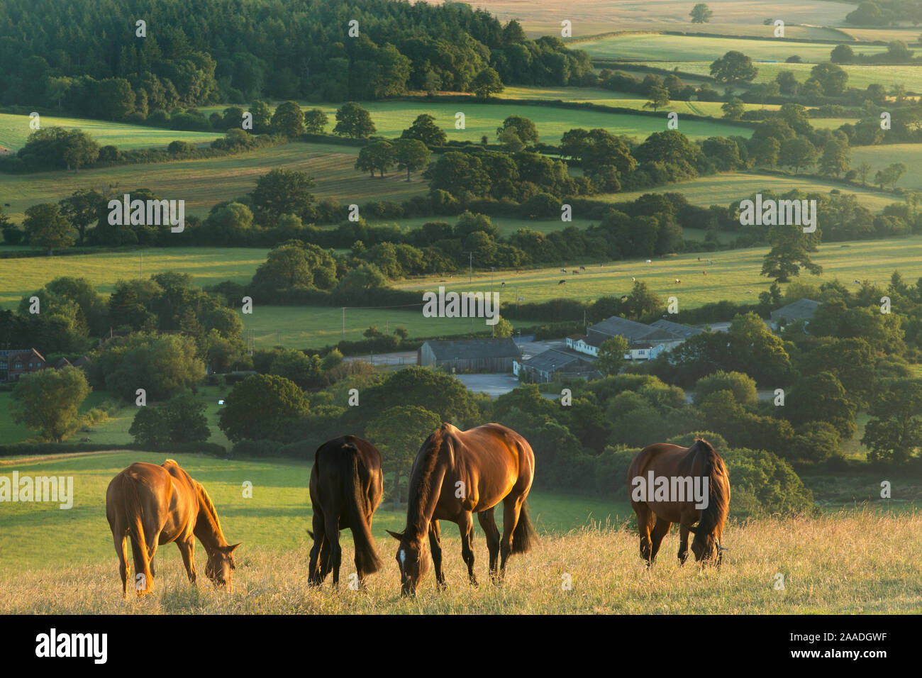 Auf horsesgrazing Bulbarrow Hügel an der Dämmerung, Dorset, England, Großbritannien, Juli 2014. Stockfoto