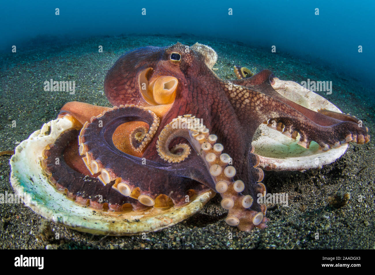 Geädert Octopus (Amphioctopus Marginatus), die auf der Oberseite der beiden Hälften eines alten clam Shell auf dem sandigen Meeresgrund. Diese Octopus regelmäßig Stücke von Shell, um Sie als schützende Rüstung verwenden kann, wenn erforderlich. Bitung, Nord Sulawesi, Indonesien. Lembeh Strait, Molukken Meer. Stockfoto