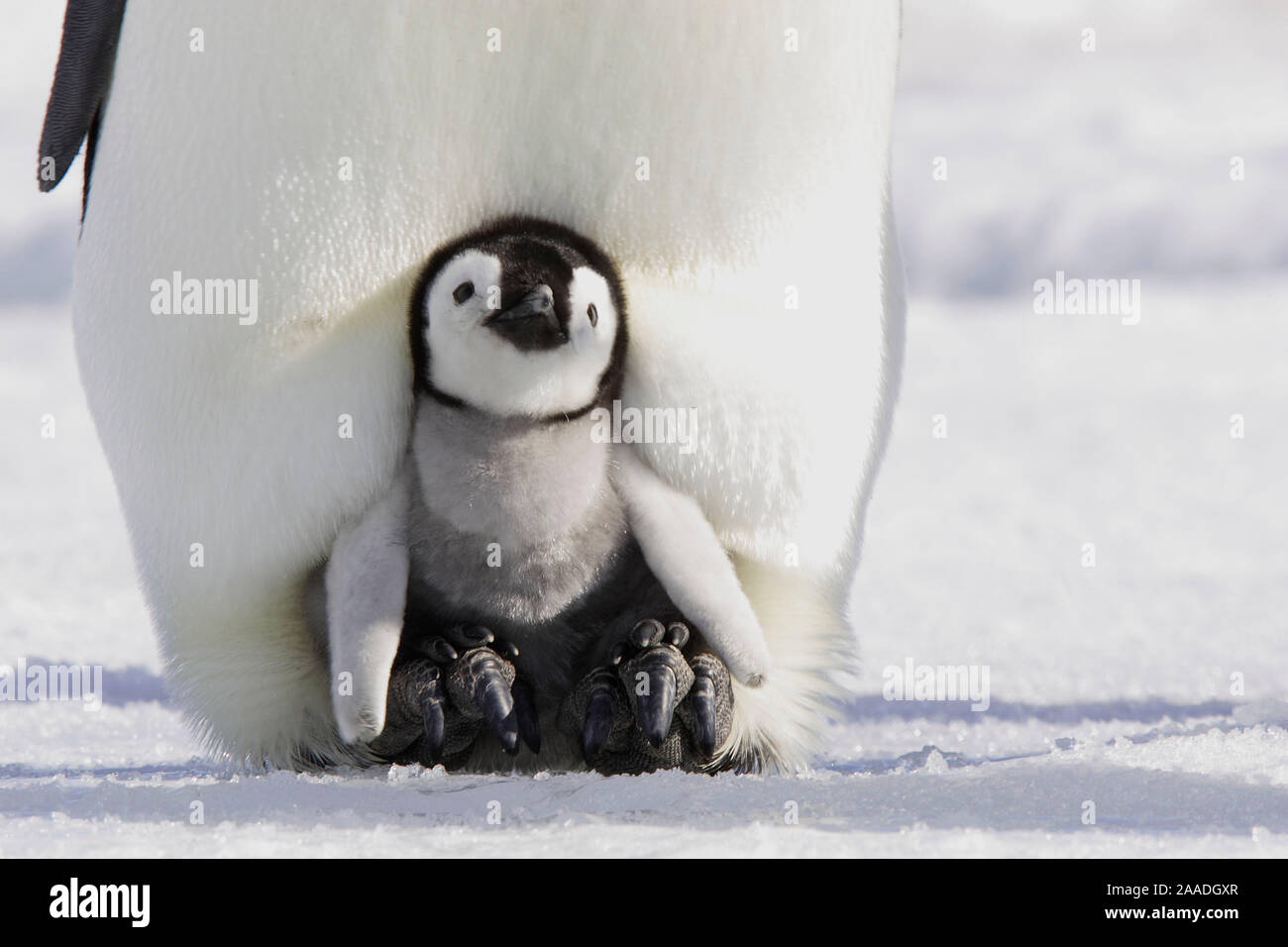 Kaiserpinguine (Aptenodytes forsteri), Küken in der Eltern brüten Pouch, Snow Hill Island, Antarktische Halbinsel Stockfoto