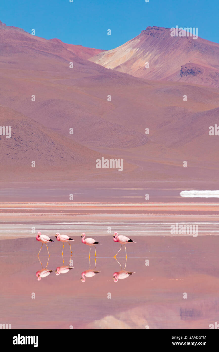 Andengemeinschaft Flamingos (Phoenicopterus andinus), Laguna Colorada, Bolivien. Dezember 2016. Stockfoto