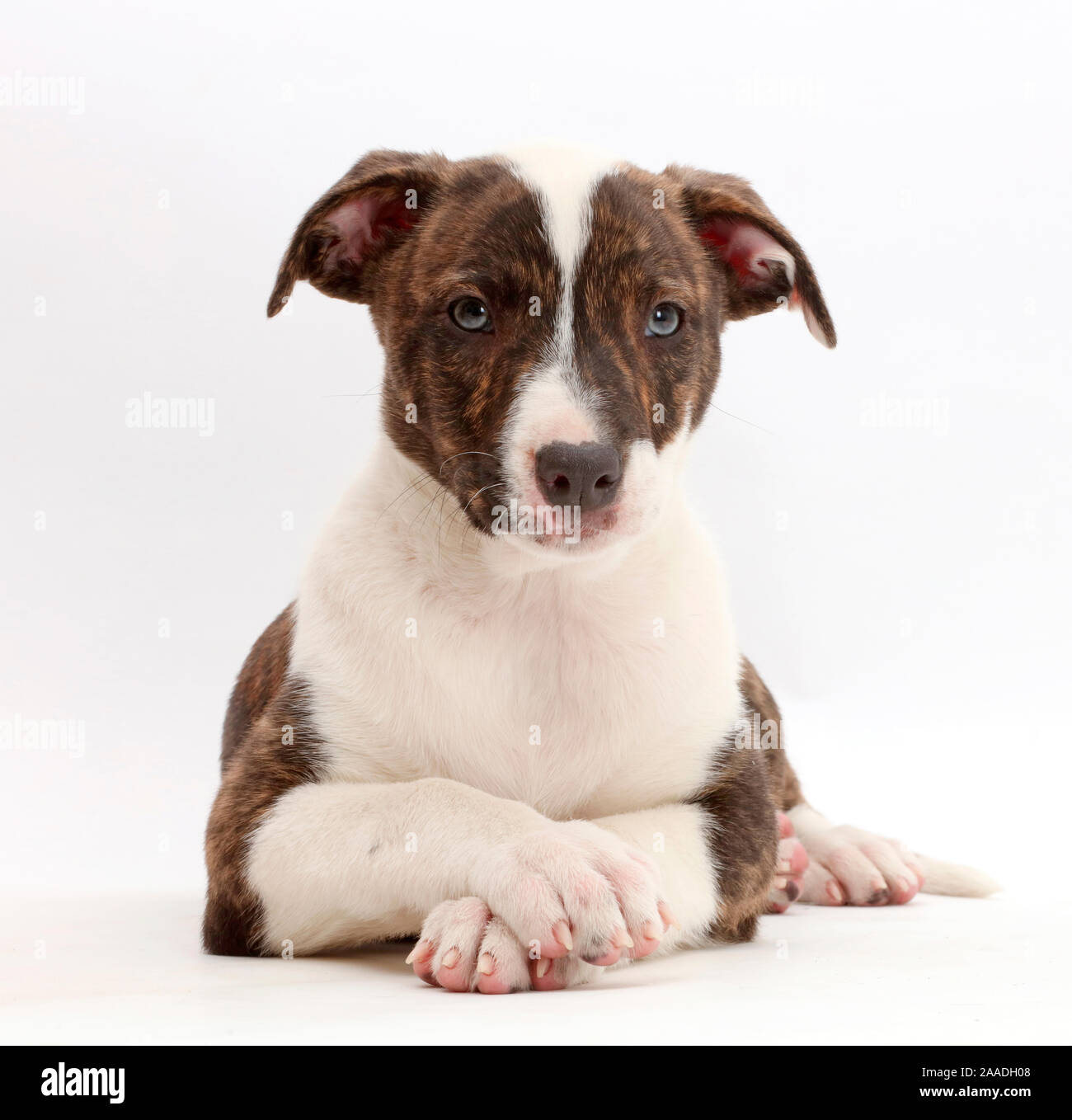 Brindle-weiß Lurcher Welpe, 8 Wochen alt, mit gekreuzten Pfoten. Stockfoto Brindle-weiß Lurcher Welpe, 8 Wochen alt, mit gekreuzten Pfoten. Stockfoto
