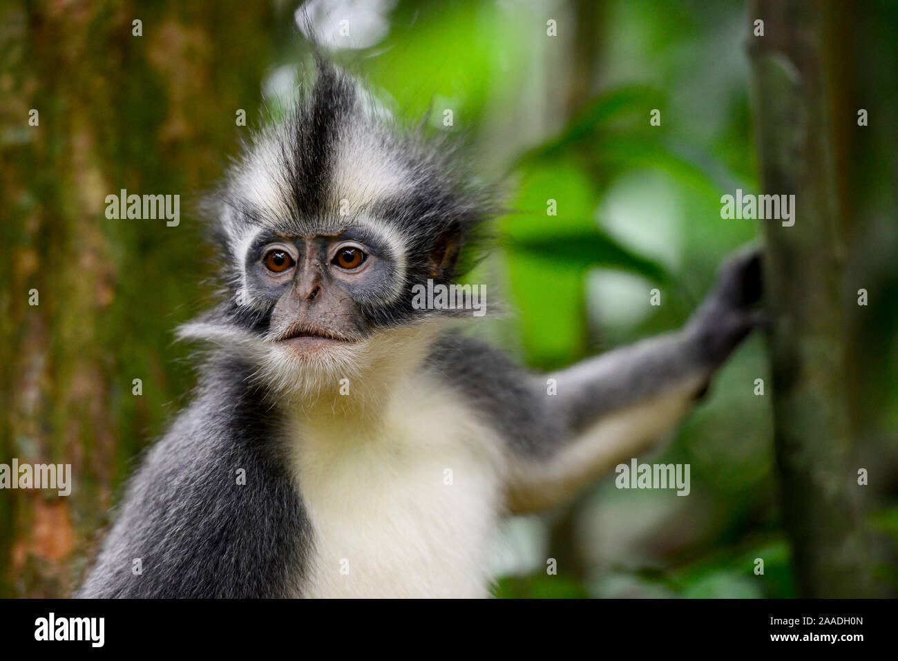 Thomas Langur (jugendsportlern thomasi), Tier endemisch in Northern Sumatra. Diese primaten haben relativ lange Arme und Beine, angepasst für eine akrobatische Leben in den Kronen der Bäume. Gunung Leuser Nationalpark, UNESCO-Weltkulturerbe, November. Stockfoto