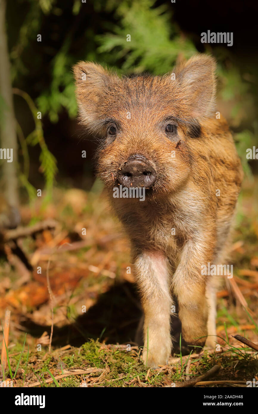 Wildschwein (Sus scrofa) Ferkel in Wald, Großbritannien. Stockfoto