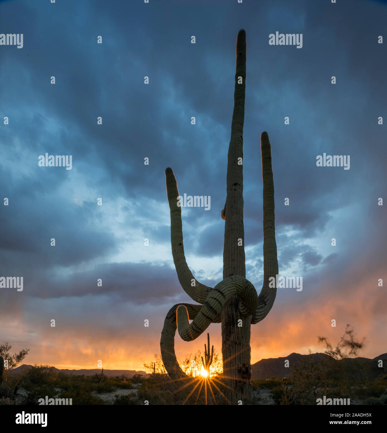Archivierte SG - Doppelte 10/10/2017. Saguaro Kaktus (Carnegiea gigantea) bei Sonnenuntergang, mit hängenden Frost beschädigte Glieder, South Maricopa Berge Wüste Sonoran Desert National Monument, Arizona, USA, März. Stockfoto