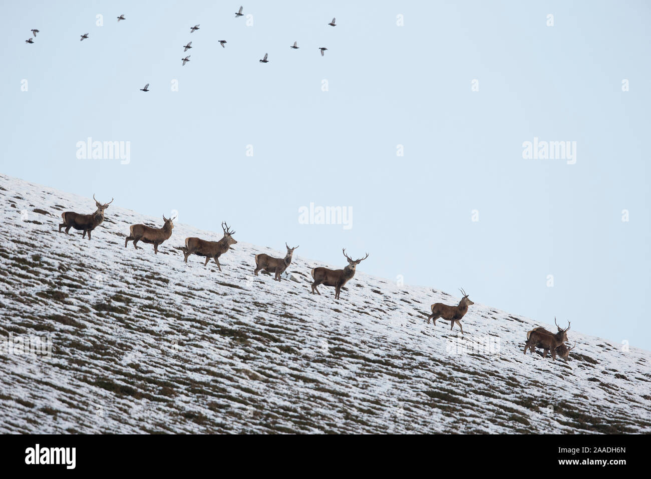 Red Deer (Cervus elaphus) Gruppe der Hirsche mit Moorschneehuhn (Lagopus Lagopus scotius) flying Overhead, Schottland, UK, Januar. Stockfoto