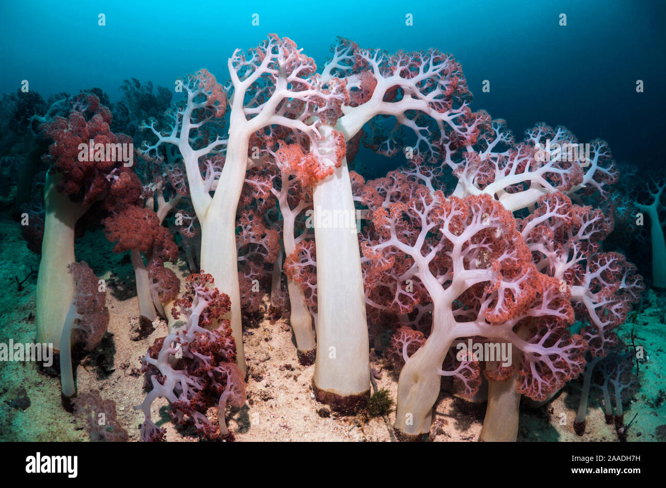 Weichkorallen (Dendronephthya sp) in Coral Reef, West Papua, Neuguinea. Stockfoto