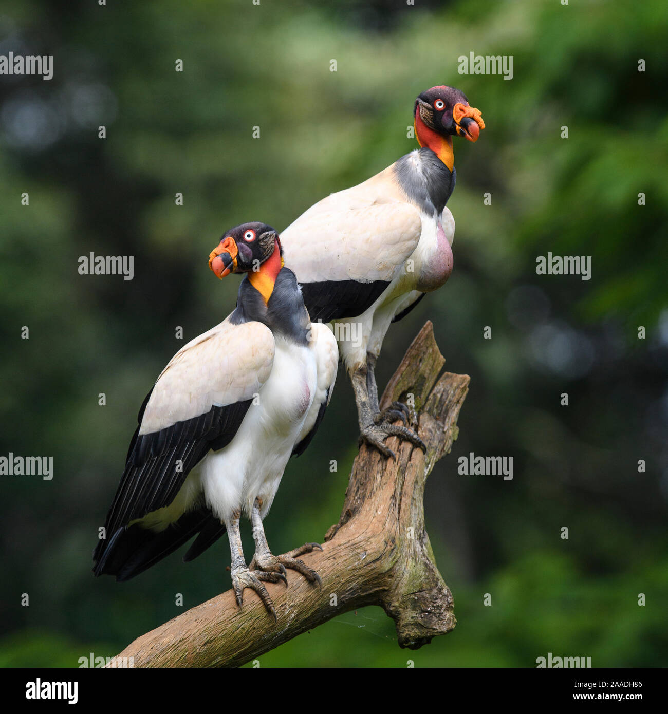 Nach König Geier (Sarcoramphus Papa) Laguna del Lagarto, Boca Tapada, Karibik, Costa Rica, Mittelamerika. Stockfoto