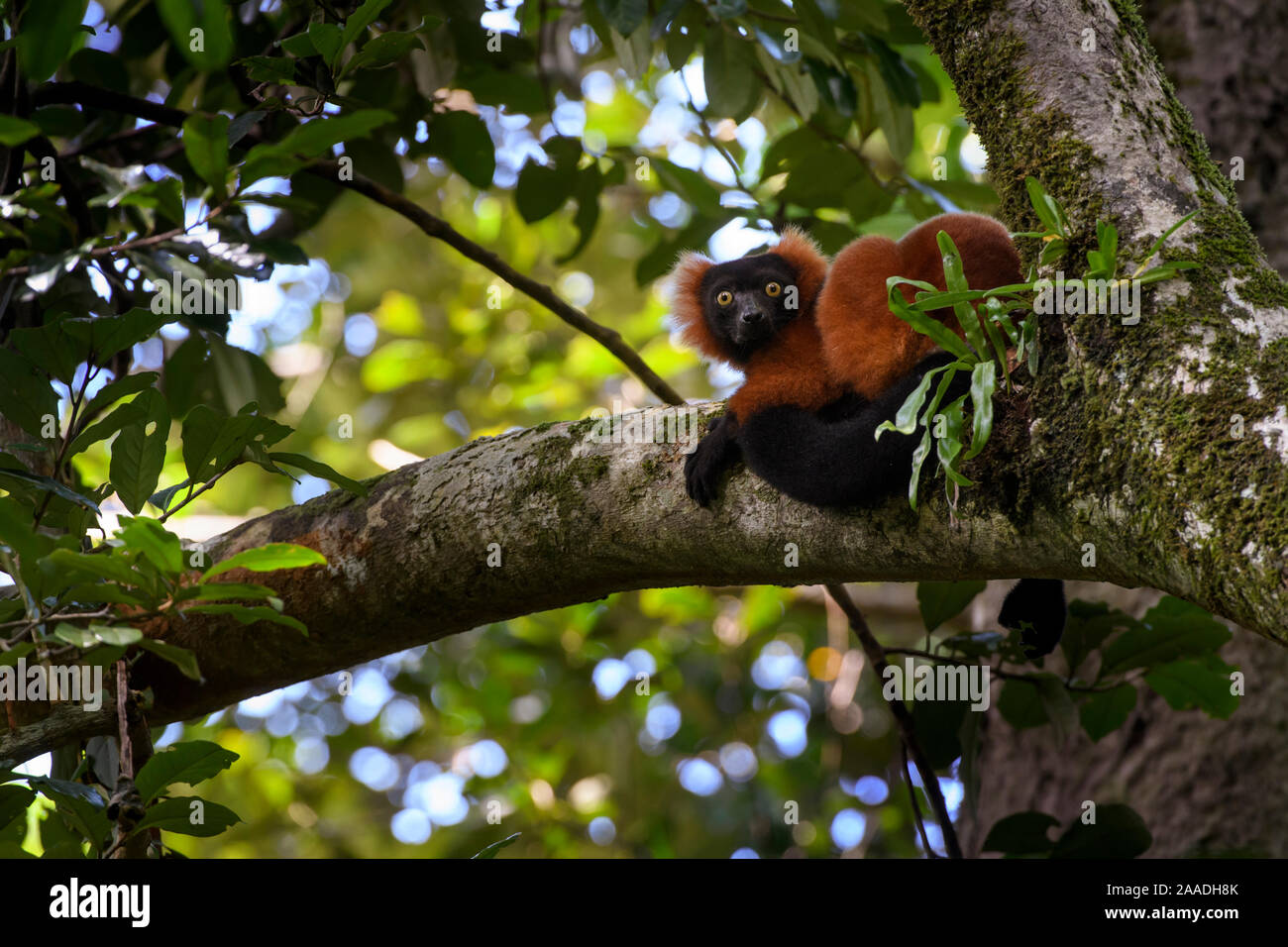 Nach roter Vari (Varecia rubra) in Rainforest Canopy ruht. Masoala Nationalpark, nord-östlich von Madagaskar. Gefährdet. Stockfoto