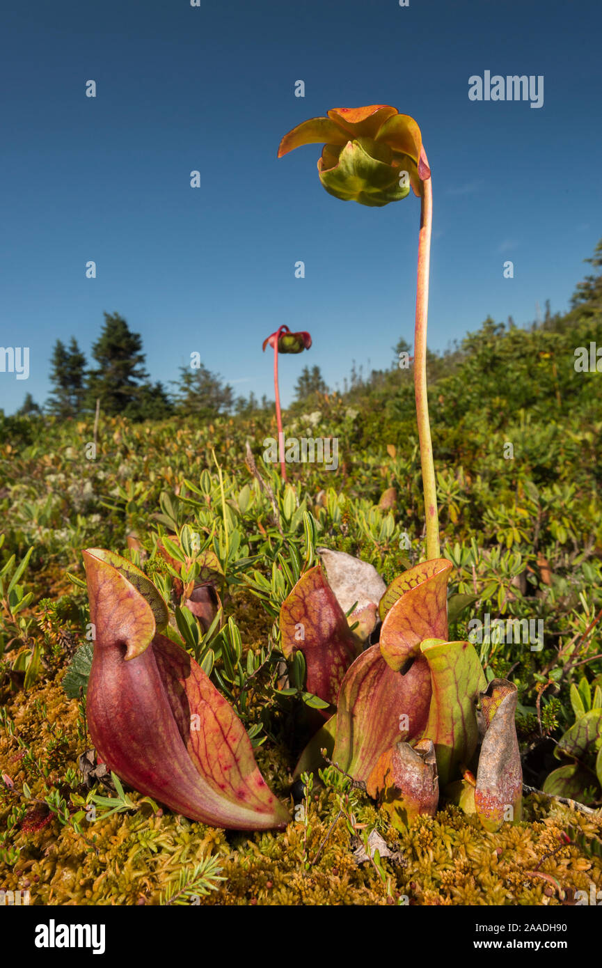 Northern Kannenpflanze (Sarracenia purpurea) auf Borgle's Island, Nova Scotia, Kanada, September fotografiert. Stockfoto