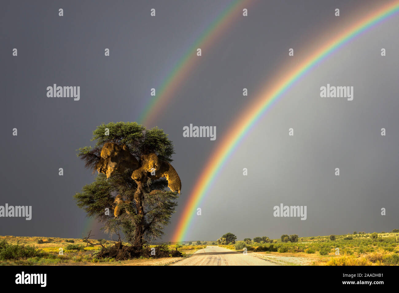 Doppelter Regenbogen über Kgalagadi Transfrontier Park, Northern Cape, Südafrika. Stockfoto