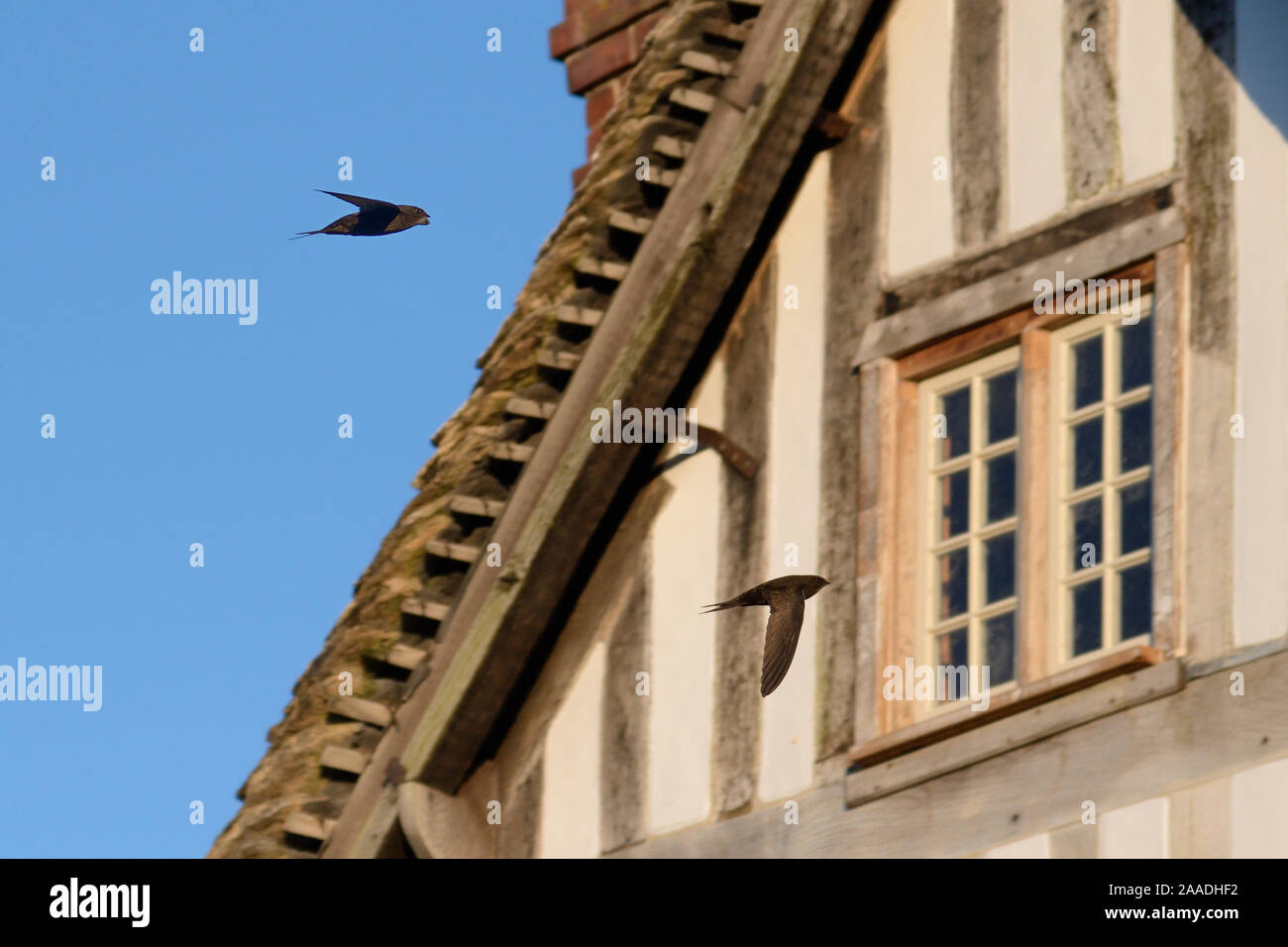 Mauersegler (Apus apus) Paar fliegen vorbei an einem alten Fachwerkhaus mit mehreren swift Nester unter dem Dach, Lacock, Wiltshire, UK, Juni. Stockfoto