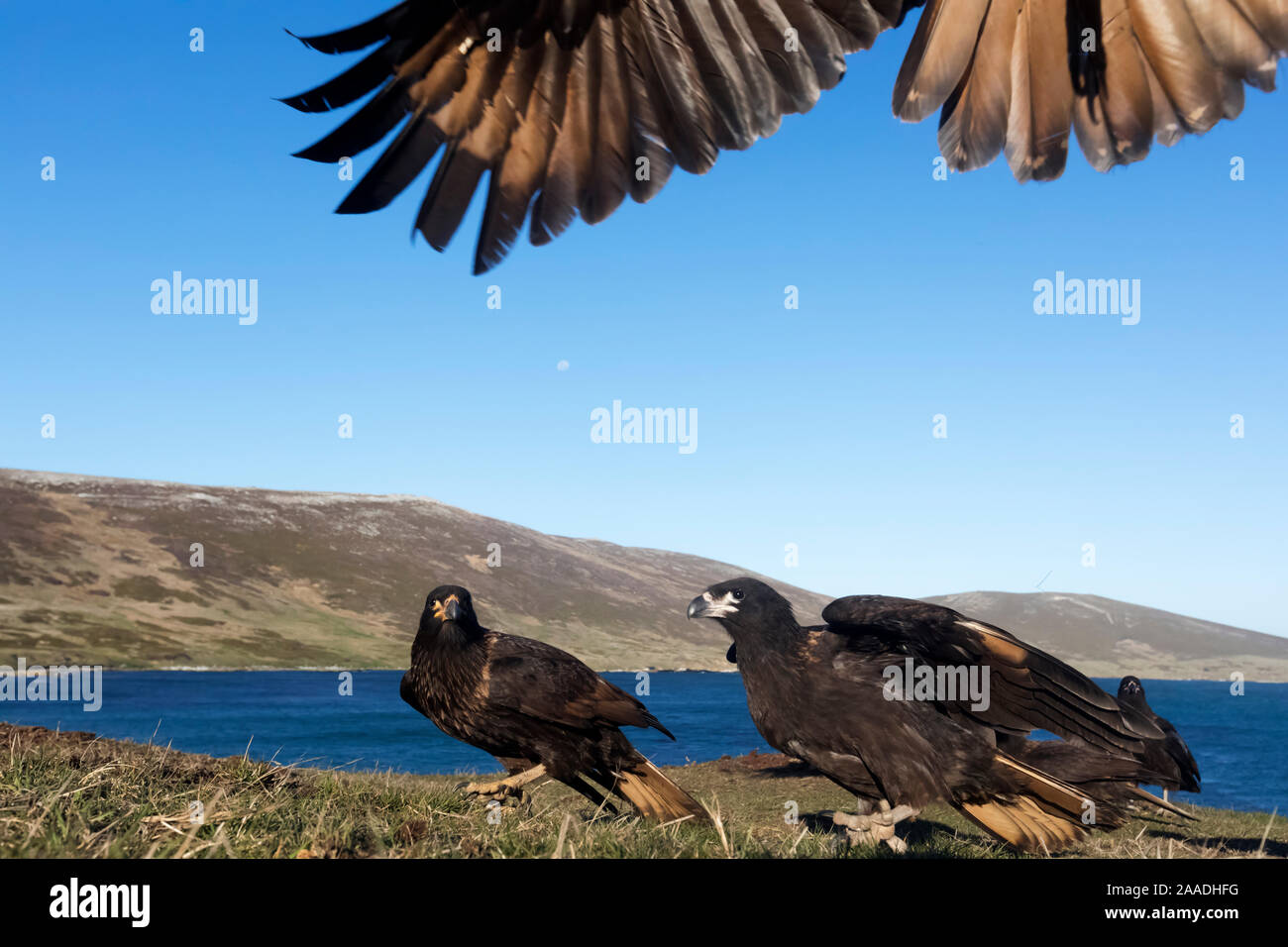 Südlicher Karakara (Phalcoboenus australis) Gruppe mit einer Landung von oben nur mit Flügel und Schwanz sichtbar. Karkasse Island, Falkland Inseln, Oktober Stockfoto