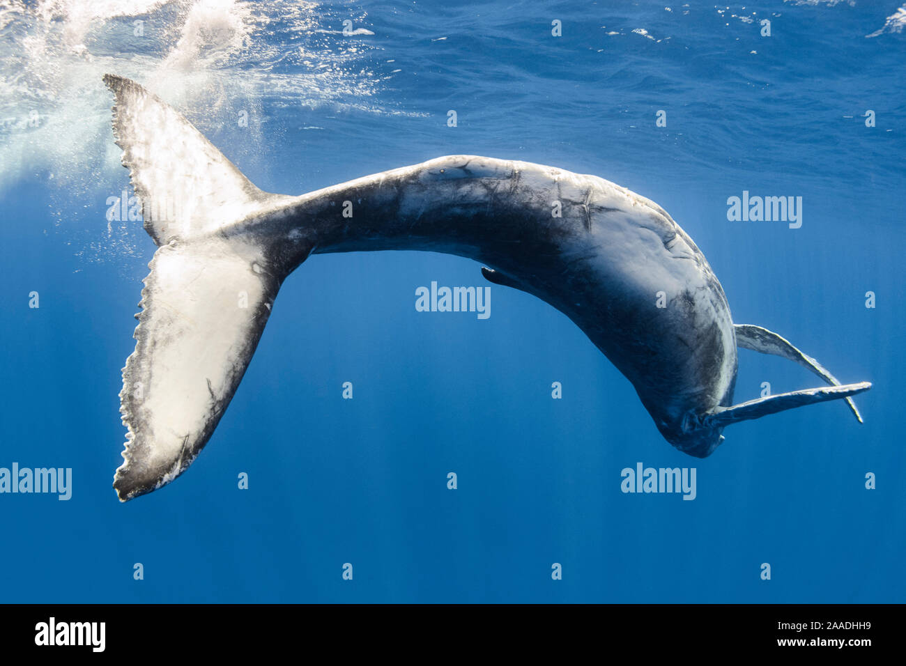 Buckelwale (Megaptera novaeangliae australis) männliche Kalb spielen knapp unter der Wasseroberfläche, Tonga Stockfoto