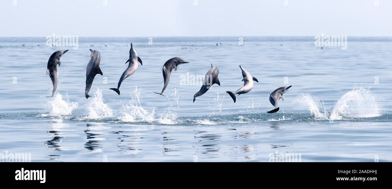 Spinner Delfin (Stenella longirostris) in der Spinnerei Manöver, Sri Lanka. Zusammengesetzte Sequenz von Bildern. Stockfoto