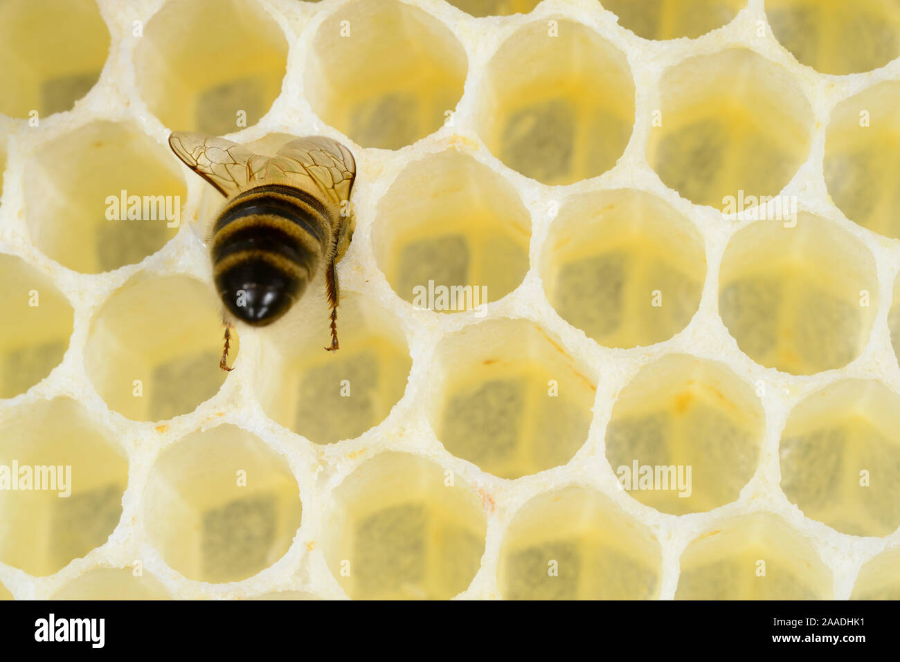 Honey Bee 1+-Apis mellifera+2Arbeiter auf frisch zubereitete honey comb, Kiel, Deutschland, Mai. Stockfoto