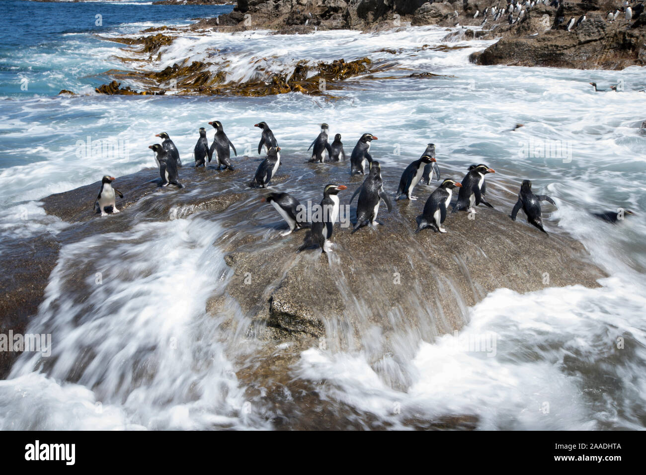 Snares crested Penguin (Eudyptes robustus) auf Rock mit Meeresbrandung ausgewaschen, Snares (Tine Heke) Sub antarktischen Insel Gruppe, südlichen Ozean, Neuseeland. Dezember 2016. Stockfoto