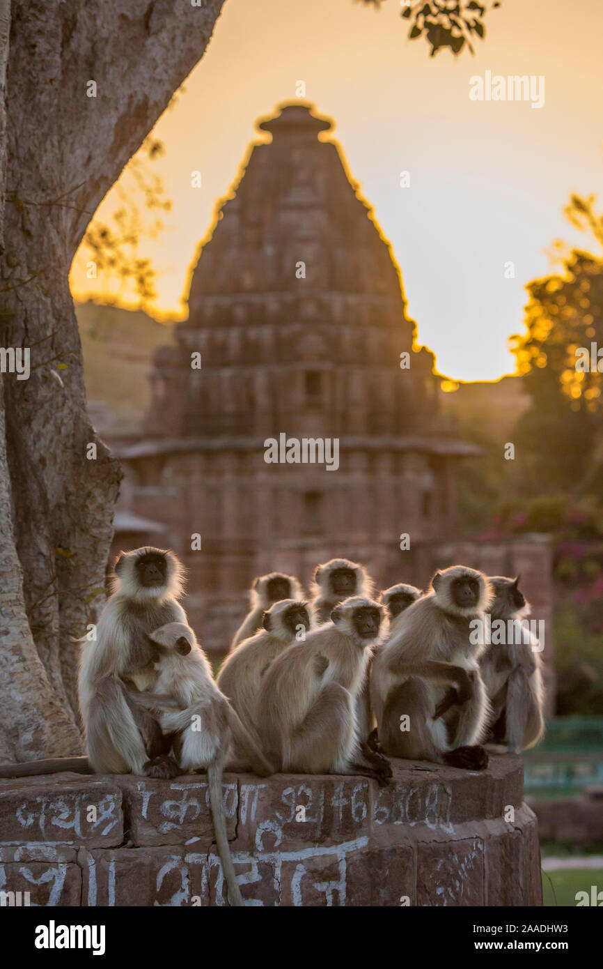 Hanuman Langurs (Semnopithecus Entellus) Gruppe vor der Kenotaph, sunrise sitzend, Mandore Garten, Jodhpur, Indien. März 2015. Stockfoto