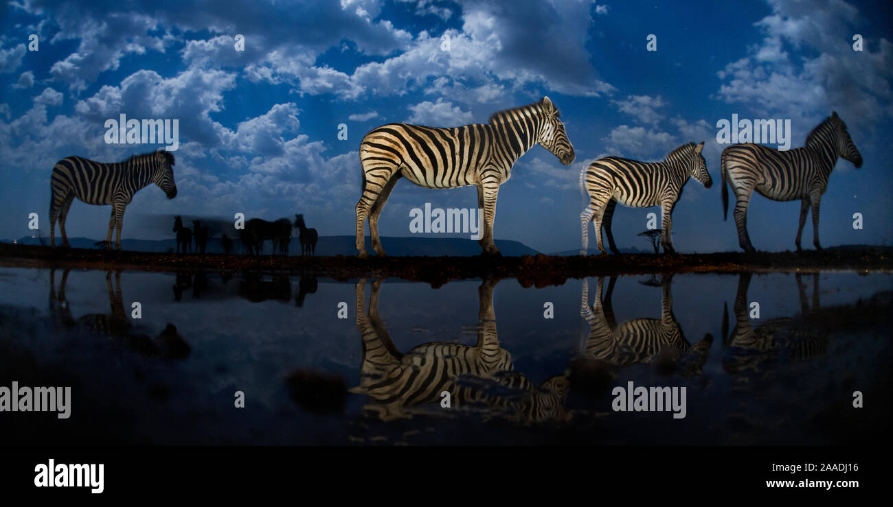 Zebras am Wasserloch in der Nacht, Mkuze, Südafrika den dritten Platz in der Natur Portfolio Kategorie des World Press Photo Awards 2017. Stockfoto