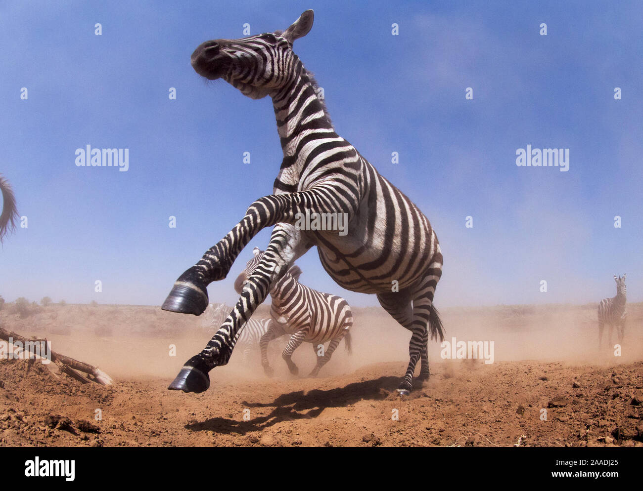 Gemeinsame oder Ebenen Zebra (Equus quagga burchelli) Herde auf dem verschieben. Mit einer externen Kamera des Fotografen gesteuert. Masai Mara National Reserve, Kenia. Juli 2013. Stockfoto