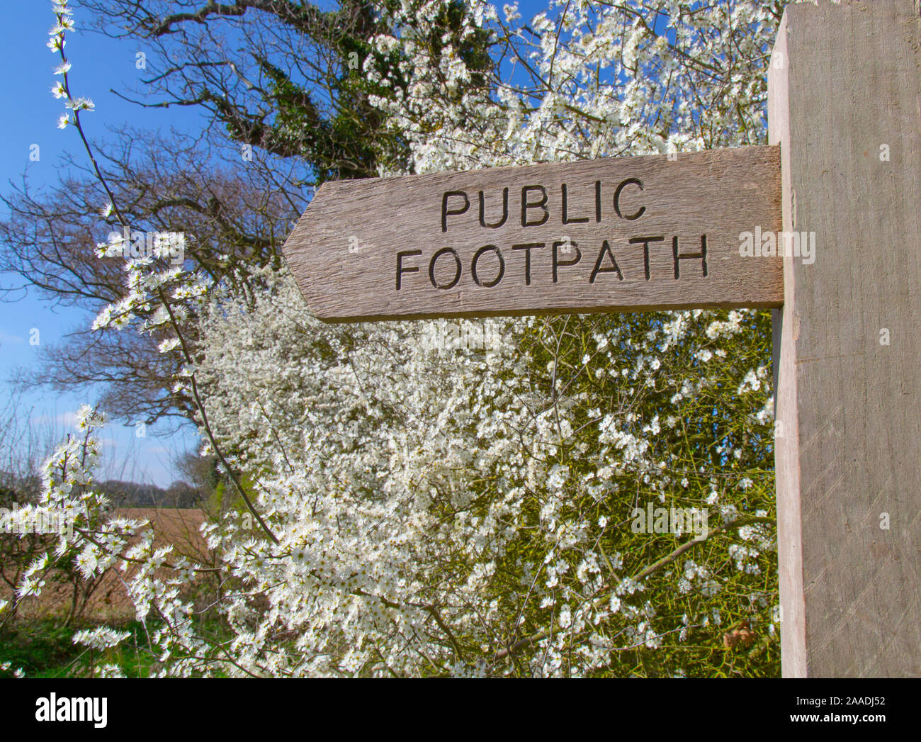 Fußweg Zeichen in der Landschaft von Norfolk mit Blackthorn Hecke (Prunus spinosa) in Blüte. Norfolk, England, UK. April. Stockfoto