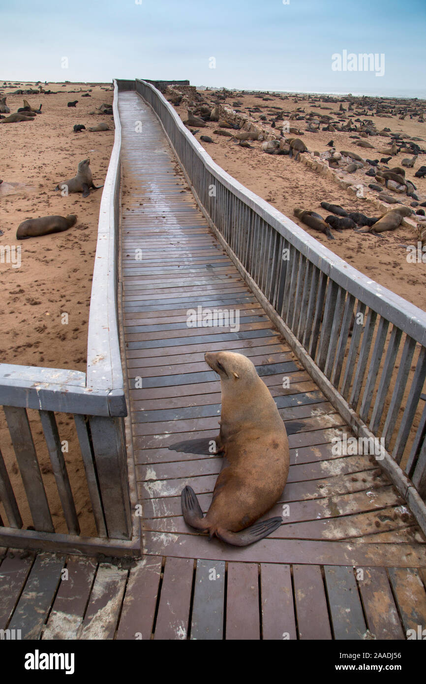 Braunes Fell Dichtung (Arctocephalus Pusillus) mitgeführt und an Bord gehen in Cape Cross Seal Kolonie, Namibia Stockfoto