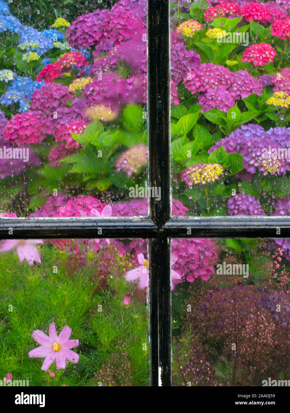 Hortensien blühen im Garten durch die Fenster der Halle gesehen, Norfolk, England, Großbritannien, Juli. Stockfoto