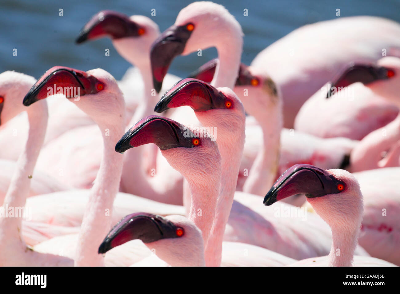 Lesser Flamingo (Phoeniconaias minor) Herde, Walvis Bay, Namibia Stockfoto