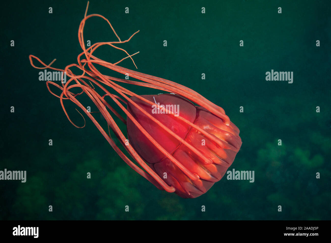 Deep sea Quallen (Periphylla periphylla), Fjord, Norwegen, Juli. Stockfoto