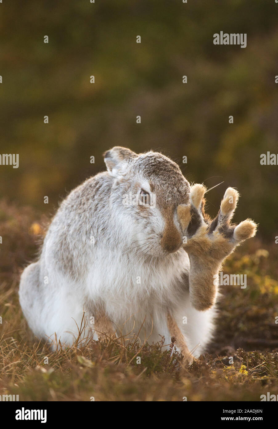 Schneehase (Lepus timidus) selbst pflegen, mit dem hinteren Fuß angehoben, Cairngorms National Park, Schottland, Großbritannien, Februar. Hoch gelobt, in der tierischen Verhalten Kategorie der britischen Wildlife Photography Awards (Bwpa)-Wettbewerb 2017. Stockfoto