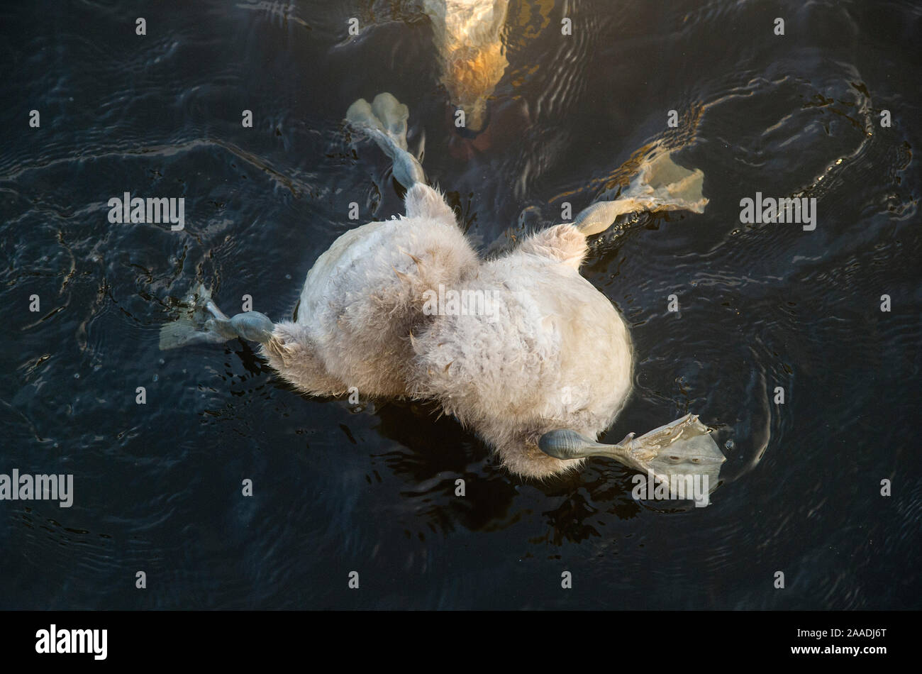 Höckerschwan (Cygnus olor) cygnets mit Kopf unter Wasser unter Wasser füttern, mit Mutter aufpassen und helfen, Derbyshire, England, UK. Juni. Hoch gelobt, in der tierischen Verhalten Kategorie der britischen Wildlife Photography Awards (Bwpa)-Wettbewerb 2017. Stockfoto