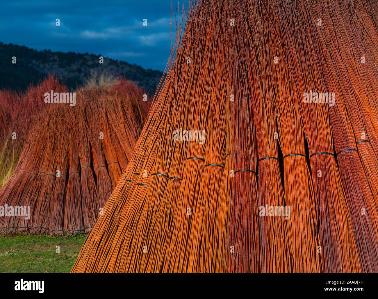 Bündel von cut Weide (Salix), der den Korb Produkte machen, Cuenca, Castilla-La Mancha, Spanien, Dezember. Stockfoto