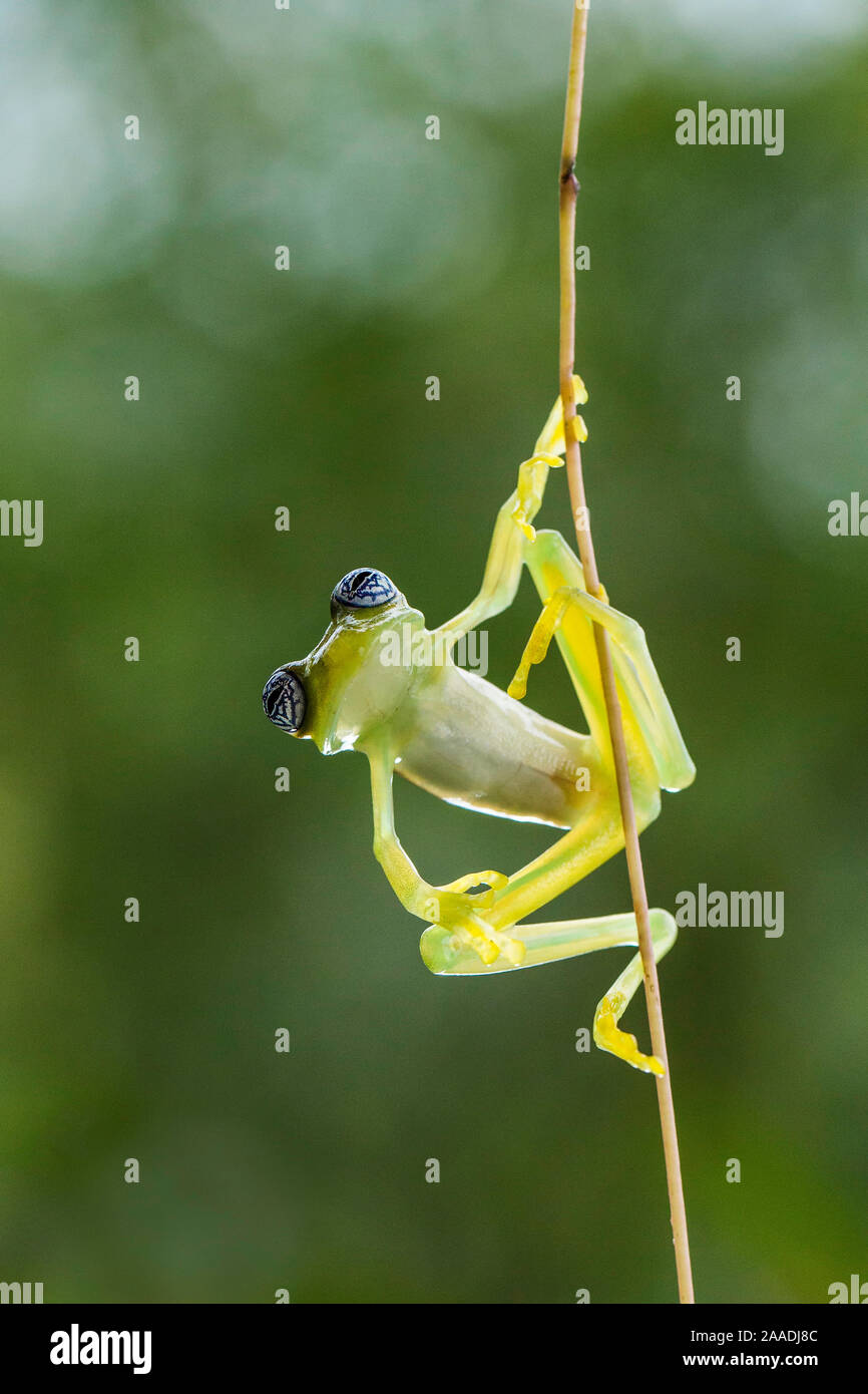 Ghost Glas Frosch (Sachatamia ilex), Costa Rica. Stockfoto