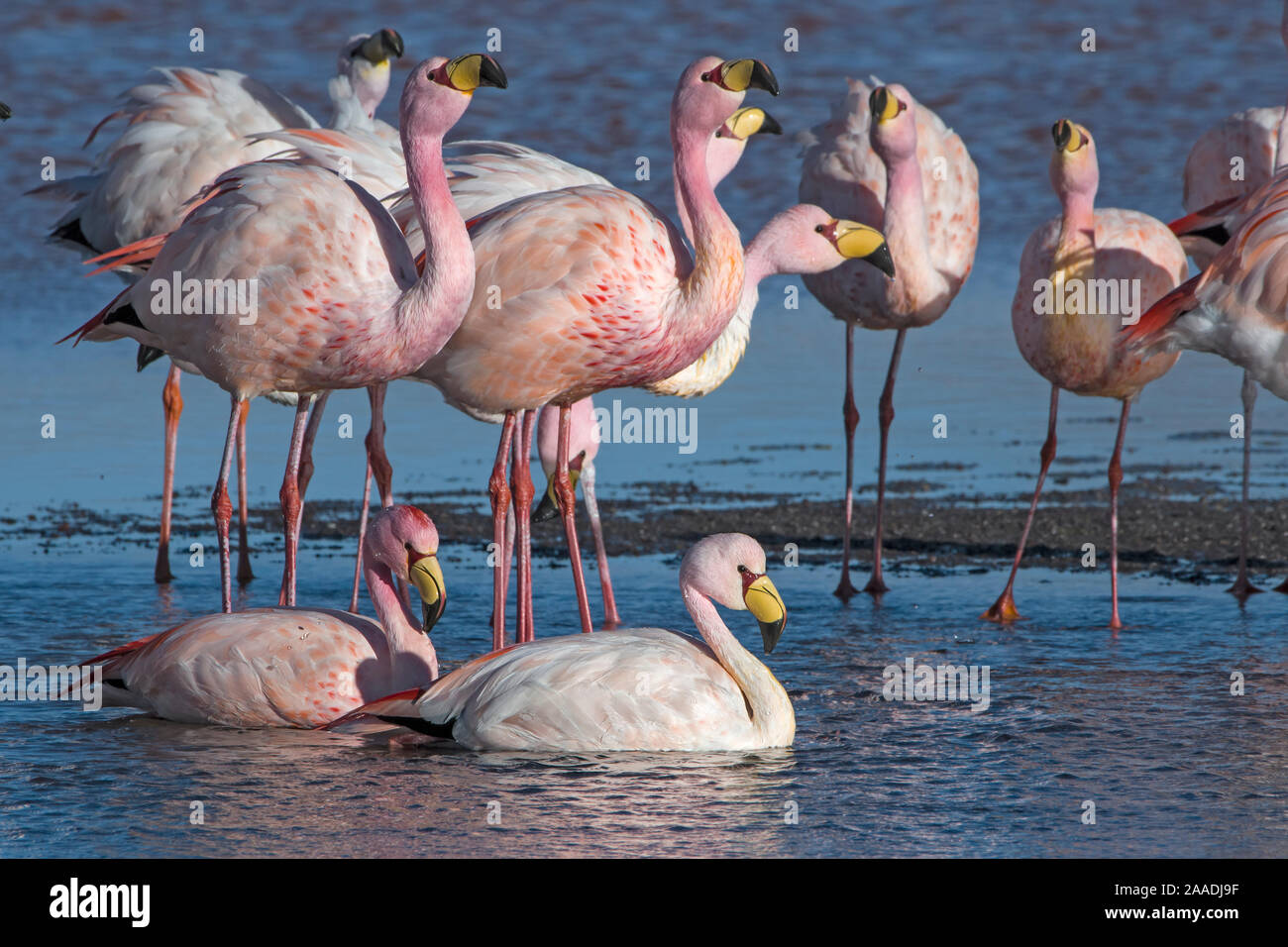 James's Flamingo (Phoenicoparrus jamesi) Herde am Ufer der Laguna Colorada/Reserva Eduardo Avaroa, Altiplano, Bolivien Stockfoto