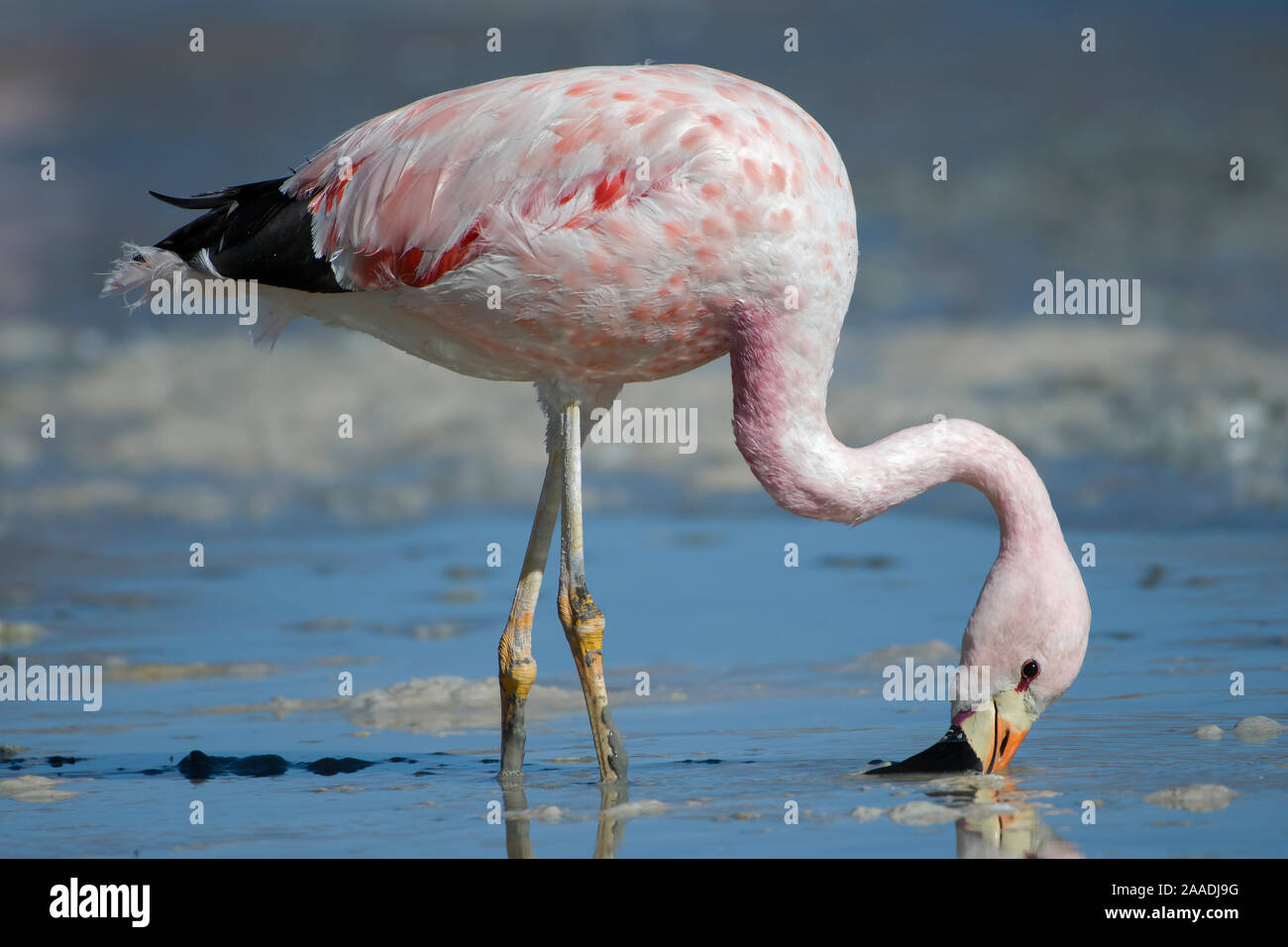 Anden Flamingo (Phoenicoparrus andinus) Fütterung am Ufer der Laguna Hedionda, Altiplano, Bolivien Stockfoto
