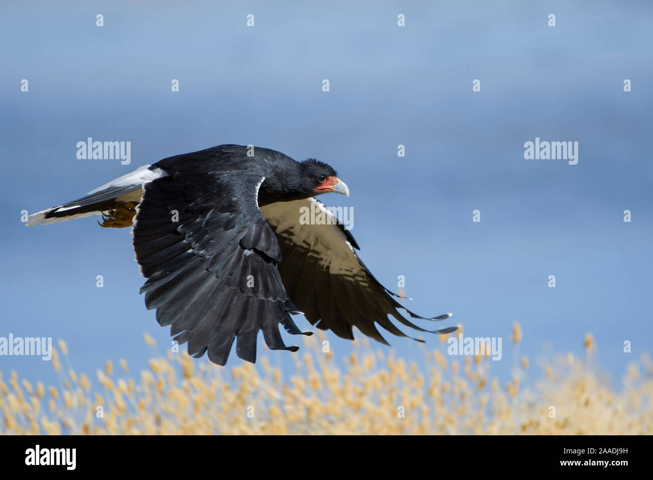 Berg Karakara (Phalcoboenus megalopterus), Laguna Canapa, Altiplano, Bolivien Stockfoto