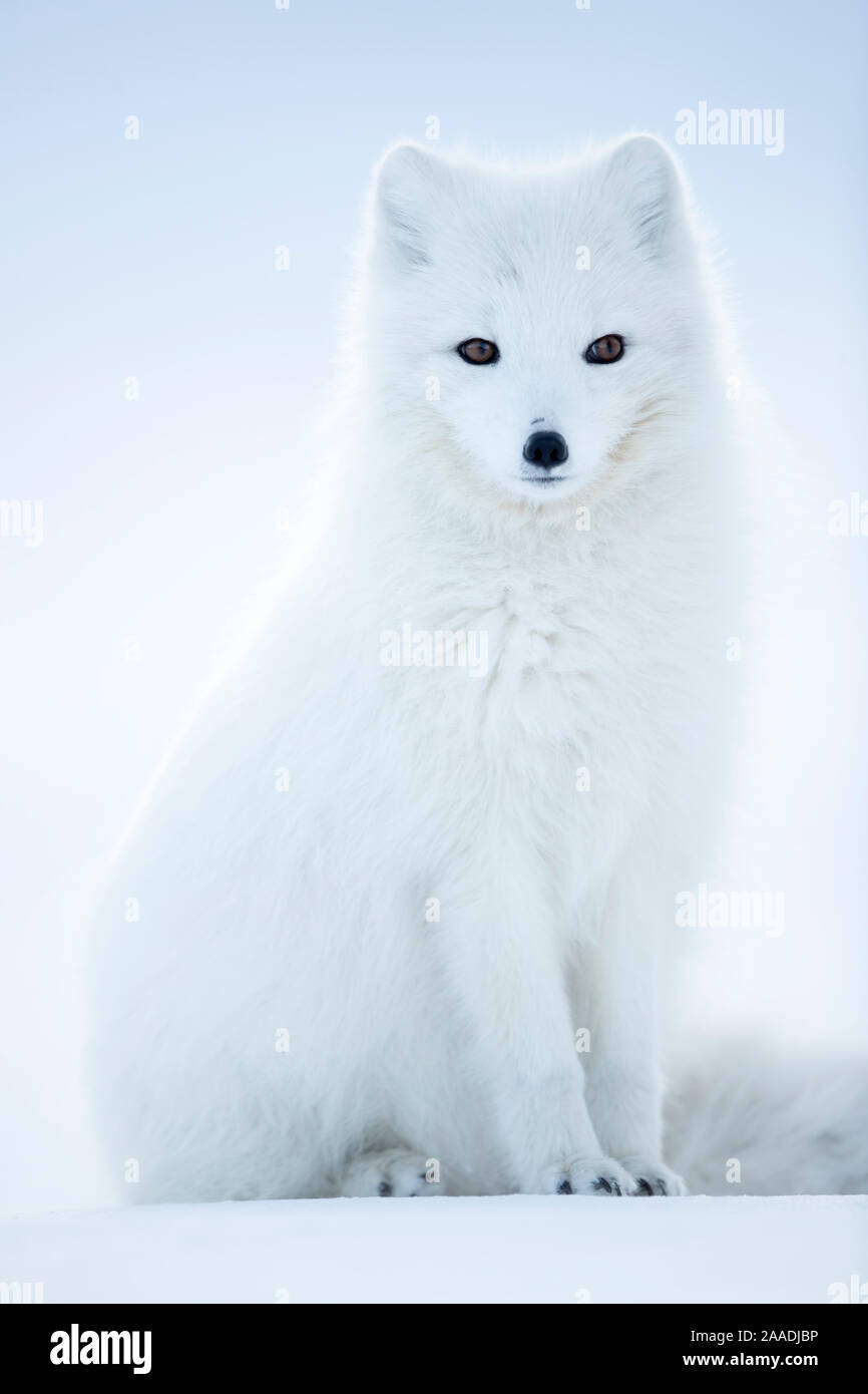 Arctic Fuchs (Vulpes lagopus), im Winter Mantel Portrait, Svalbard, Norwegen, April. Stockfoto