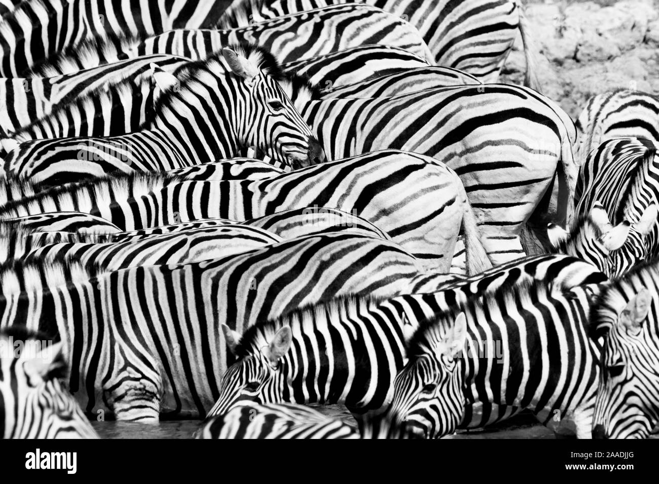 Schwarz-weiß-Ansicht der Ebenen Zebras (Equus quagga) Herde, Etosha Nationalpark, Kunene, Namibia. Stockfoto