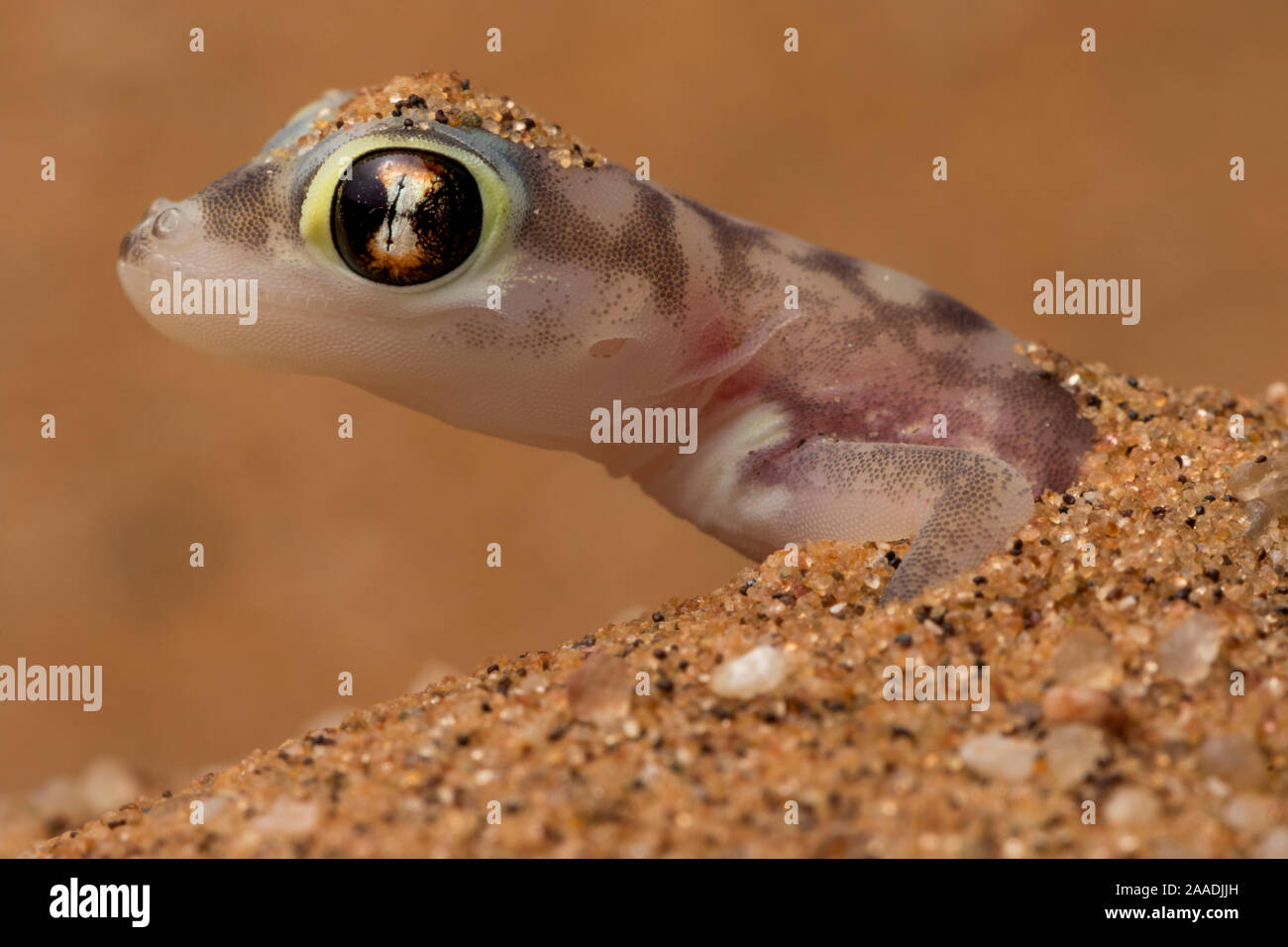 Namib sand Gecko (Pachydactylus rangei) im Sand, Swakopmund, Erongo, Namibia. Stockfoto