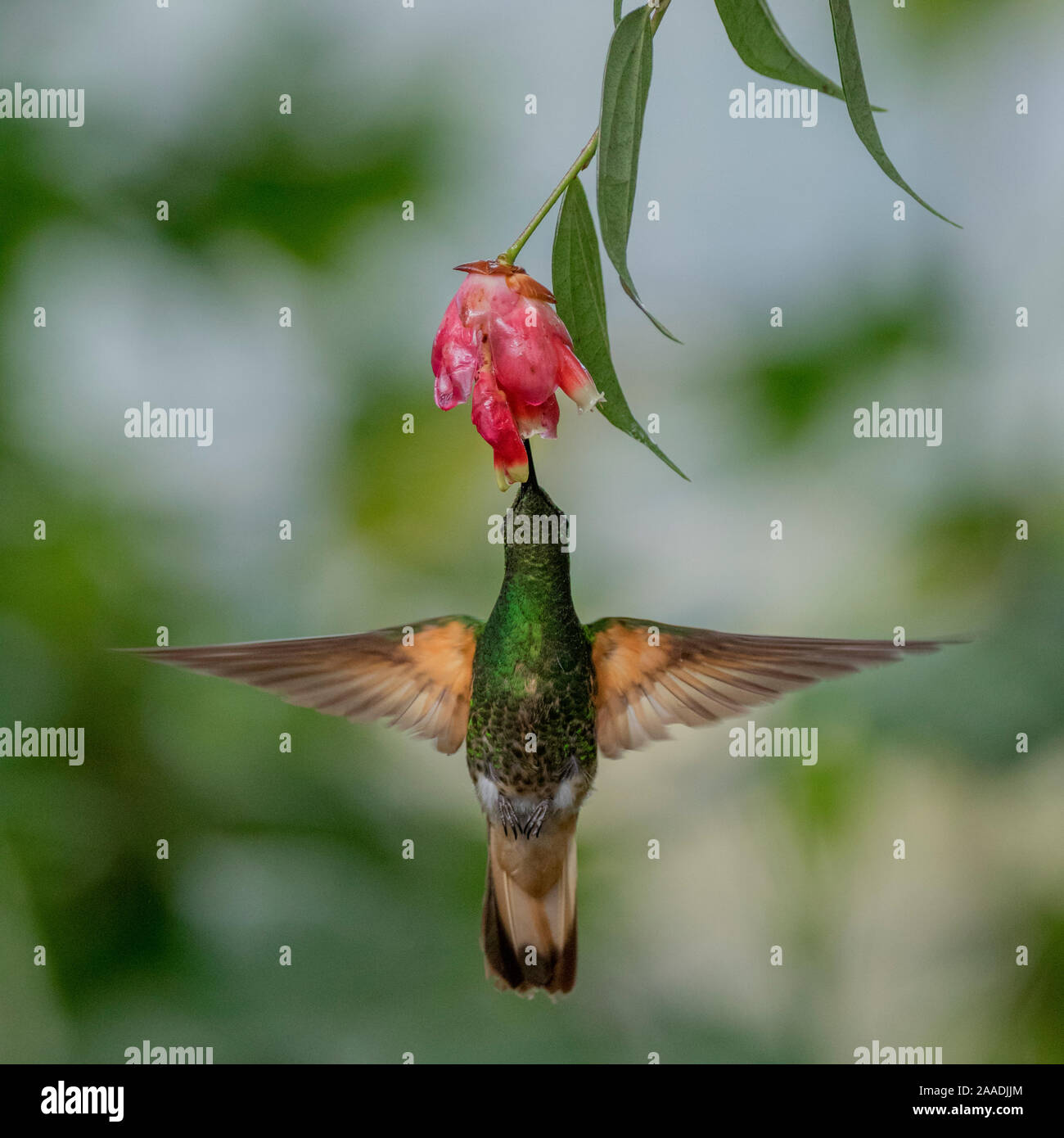 Buff-Tailed Coronet Kolibri (Boissonneaua flavescens) fliegen zu Blume, Mindo, Pichincha, Ecuador. Stockfoto