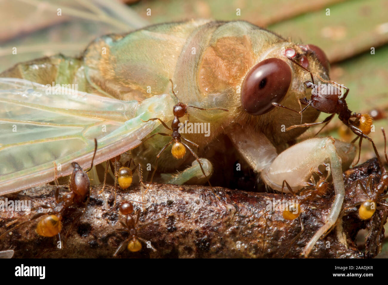 Ameisen (formicidae) Angriff auf neu entstandene Zikade (Cicadacae), Yasuni Nationalpark, Ecuador. Hoch gelobt in der Wirbellose Kategorie der Naturfotograf des Jahres Awards (WPOY)-Wettbewerb 2017. Stockfoto