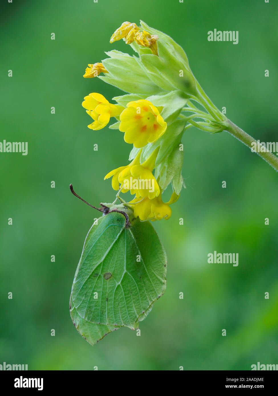 Zitronenfalter (Goneopteryx Rhamni) männliche Rastplätze auf Schlüsselblume (Primula Veris), Bedfordshire, England, UK, April Stockfoto