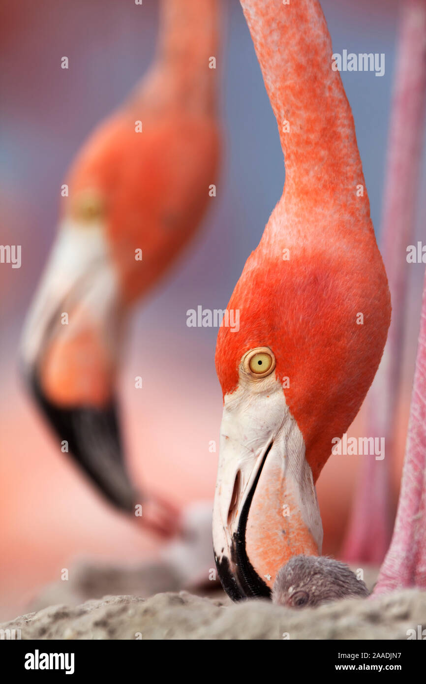 Karibik Flamingo (Phoenicopterus ruber) neigen zu Neugeborenen Küken, während ein anderes Futter zwei Tage alten Küken, Kolonie, Ria Lagartos Biosphärenreservat, Halbinsel Yucatan, Mexiko, Juni, Finalist im Portfolio Kategorie des Terre Sauvage Natur Bilder Awards 2017. Stockfoto