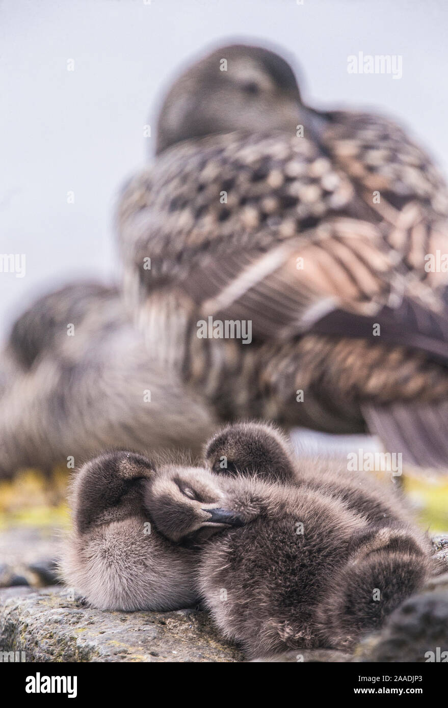 Gemeinsame Eiderente (Somateria Mollissima) Entenküken schlafen im Nest mit Mutter schlafen in der Nähe, Husavik, Island Sieger des Portfolio Award des Terre Sauvage Natur Bilder Awards 2017. Stockfoto