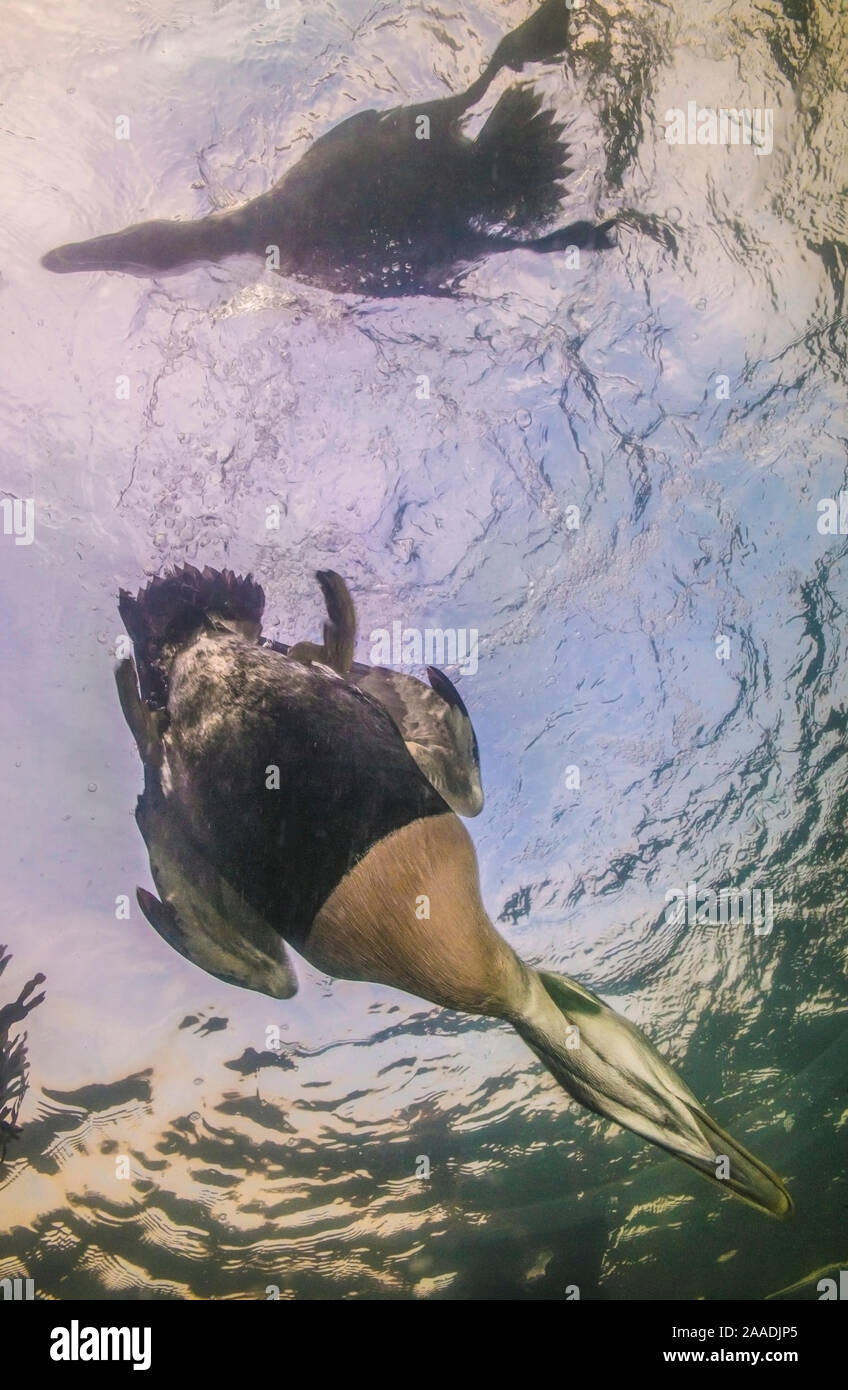 Gemeinsame eider Duck (Somateria Mollissima), Stecker, Tauchen, Unterwasser, Trondelag, Norwegen, Januar gesehen. Gewinner des Portfolio Award des Terre Sauvage Natur Bilder Awards 2017. Stockfoto