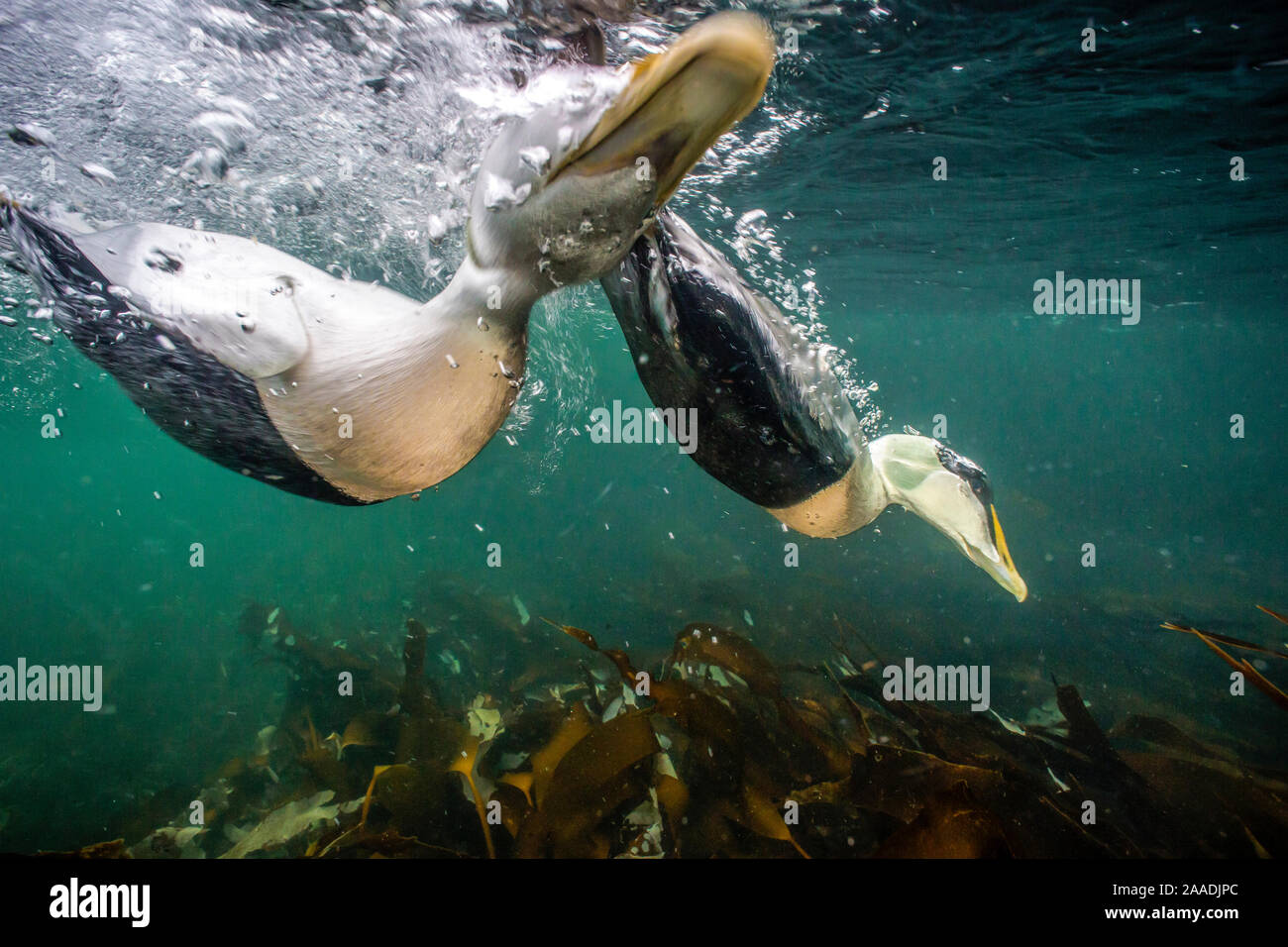 Gemeinsame eider Duck (Somateria Mollissima) Männer Tauchen, Unterwasser, Trondelag, Norwegen, Januar gesehen. Gewinner des Portfolio Award des Terre Sauvage Natur Bilder Awards 2017. Sieger der Unterwasserwelten Kategorie Asferico Awards 2017 Stockfoto