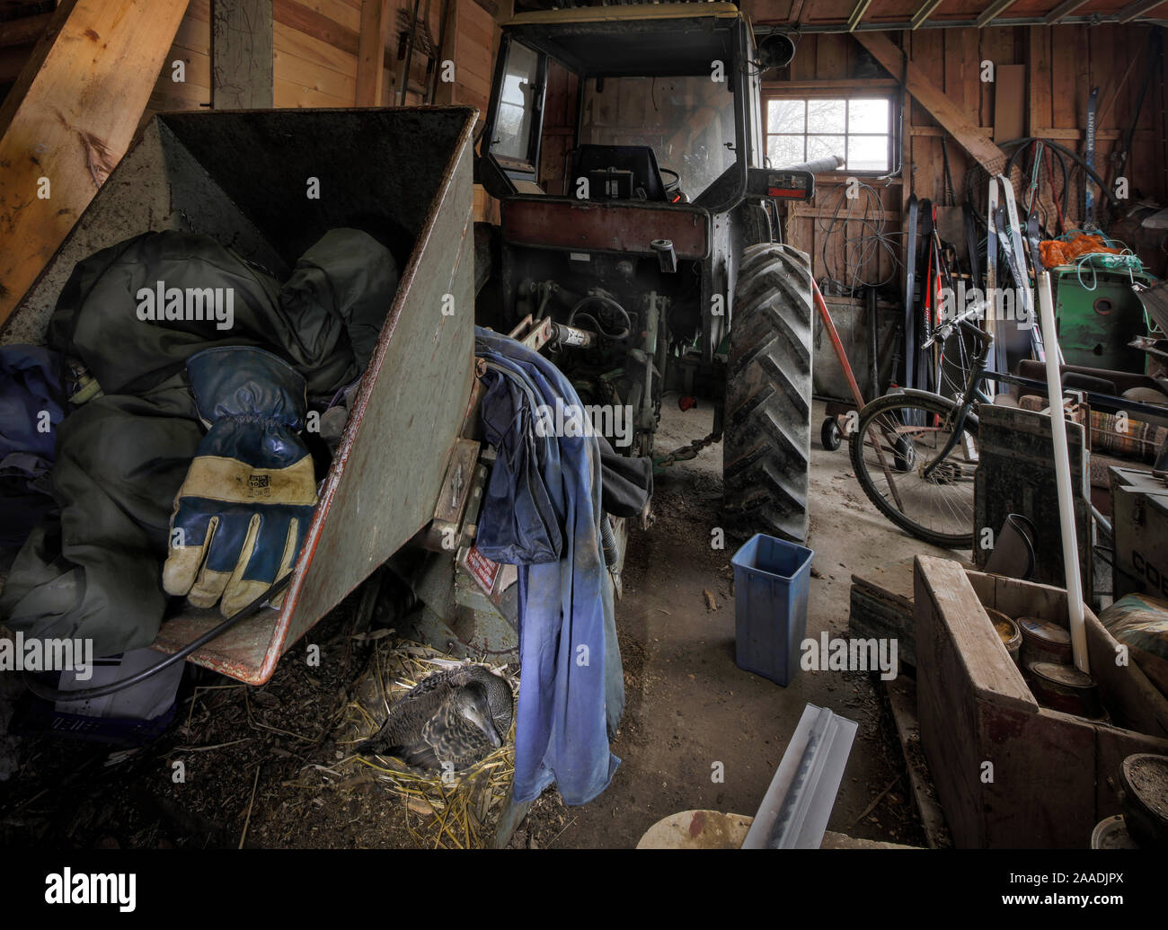 Gemeinsame eider Duck (Somateria Mollissima) Weibchen auf Nest in Bauernhof Garage, Trondelag, Norwegen, Januar. Hoch gelobt, in der Mensch und Natur Kategorie von Terre Sauvage Natur Bilder Awards 2017. Stockfoto