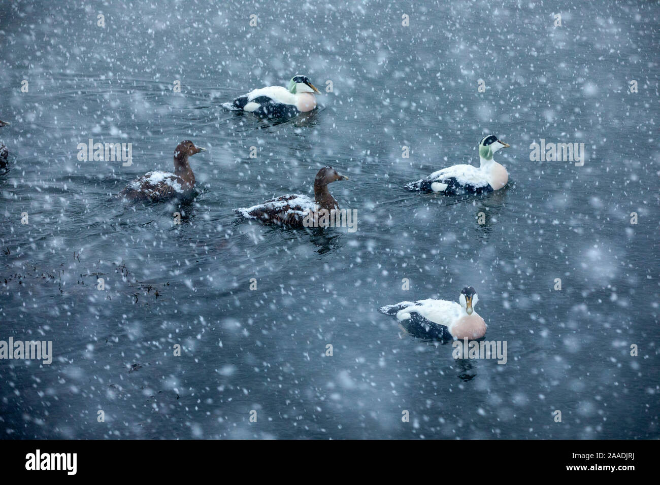 Gemeinsame eider Duck (Somateria Mollissima) in Schneefall, Trondelag, Norwegen, Januar. Gesamtsieger der Terre Sauvage Natur Bilder Awards 2017. Gewinner des Portfolio Award des Terre Sauvage Natur Bilder Awards 2017. Stockfoto