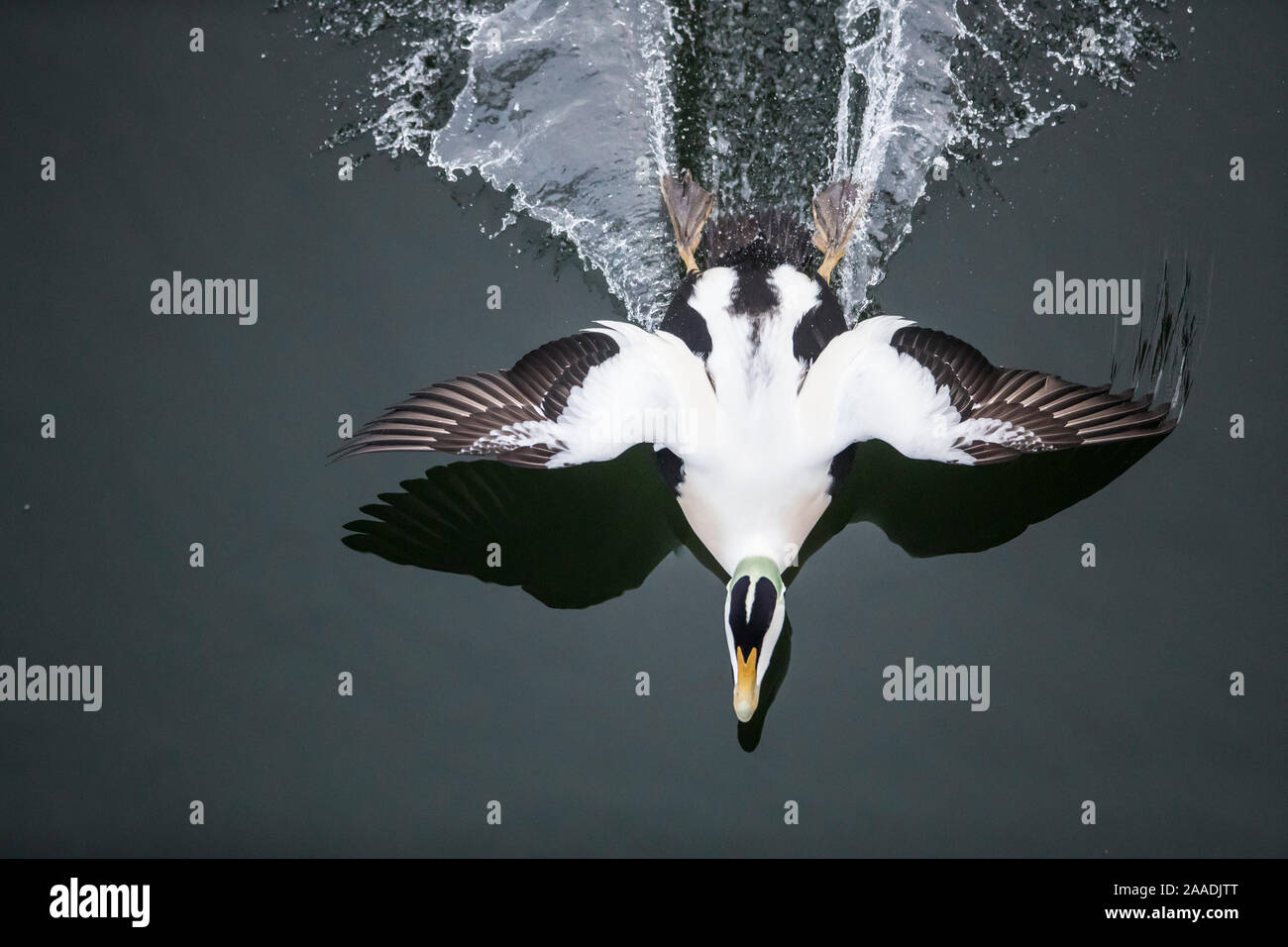 Gemeinsame Eiderente (Somateria Mollissima), Stecker, Landung, von oben gesehen, Norwegen Trondelag, Januar. Gewinner des Portfolio Award des Terre Sauvage Natur Bilder Awards 2017. Stockfoto