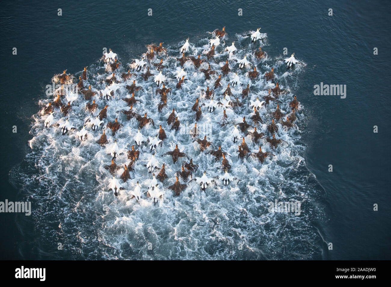 Blick von oben der Gemeinsamen Eiderente (Somateria Mollissima) Herde nehmen, durch ein Otter erschrocken. Trondelag, Norwegen, Januar. Gewinner des Portfolio Award des Terre Sauvage Natur Bilder Awards 2017. Stockfoto
